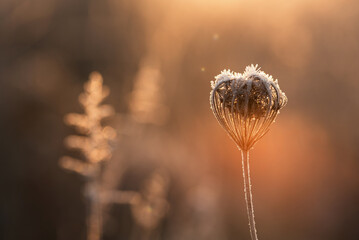 Zimowe tło, suche kwiaty w szronie, mroźny poranek, tapeta trendy 2025