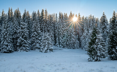 Obraz premium Sunlight Piercing Through Snowy Evergreen Forest