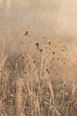 Zimowe tło, suche kwiaty na łące w szronie, trendy 2025 tapeta © Elżbieta Kaps