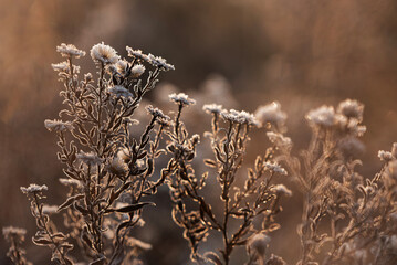 Zimowe tło, suche kwiaty w szronie, mroźny poranek, tapeta trendy 2025 © Elżbieta Kaps