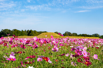 西都原古墳群のコスモス畑（西都市）