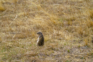 マーモット　ホスタイ国立公園の野生動物　モンゴル