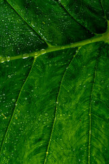 Vibrant green leaf covered in sparkling water droplets, glistening, raindrop, droplets