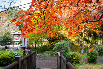 観音滝公園の紅葉の風景（さつま町）