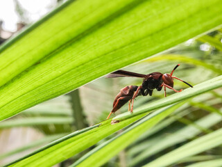 Close-up of a brown wasp or hornet on a palm leaf, showcasing sharp details. Perfect for educational materials and biodiversity studies.