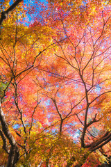 京都の毘沙門堂の紅葉