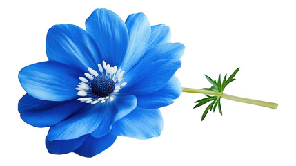 Fototapeta premium [Single blue flower with vibrant petals against a dark gray background] Blue flower close-up on dark gray background with tiny green leaf detail, nature floral photography isolated on white