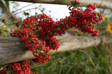 Pyracantha coccinea or Firethorns is a thorny shrub, popularly planted as a wall ornamental shrub. It has white flowers in clusters and grows into bright orange-red fruits, which are beautiful.