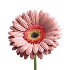 Gerbera Daisy flower isolated on transparent background
