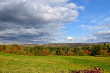 Fototapeta premium A field of clover in the fall, Sainte-Apolline, Québec, Canada