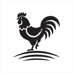 rooster isolated on white background