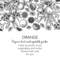 Vector frame with oranges. Branch with fruits, leaves and flowers, slice, half, dried pieces, orange chips, zest