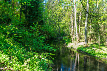 River in fresh springtime forest - Trieb river in Vogtland region in Germany