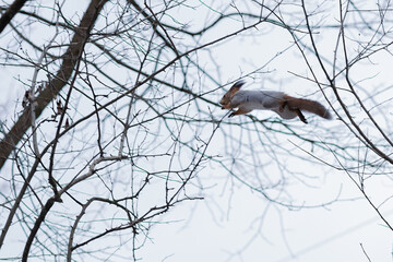 Squirell on the tree
