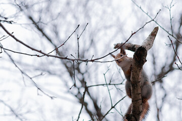 tree in the snow squirell