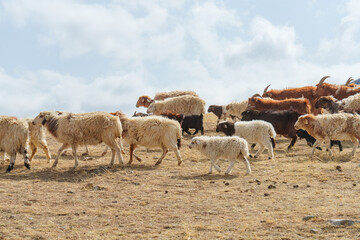 Obraz premium ホスタイ国立公園の遊牧民の家畜の羊たち