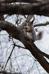 red squirrel on a tree