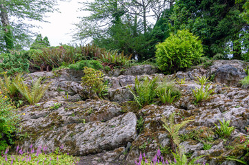 A rocky hillside with a variety of plants growing on it