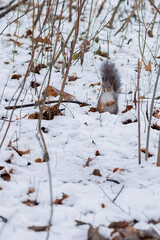 squirrel in the snow