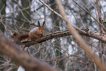 squirrel on a tree