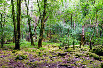 A forest with moss growing on the ground and trees