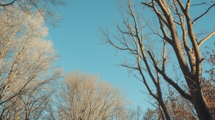 Bare Winter Trees Against A Clear Blue Sky