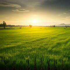 field, grass, landscape, sky, green, nature, meadow, agriculture, summer, wheat, cloud, farm, rural, countryside, blue, country, horizon, spring, sunset, sun, season, land, lawn, plant, sunlight