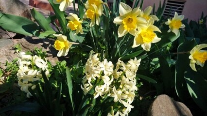 Obraz premium daffodils in the garden