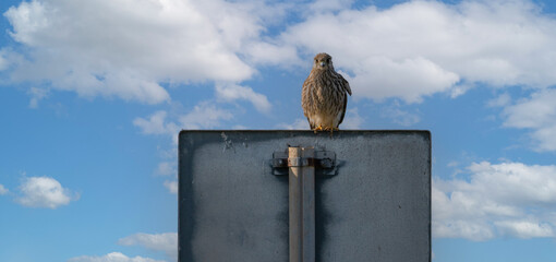 Mediterranean peregrine falcon paused over a cartel, sardinia