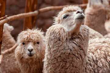 Llamas are domesticated animals that have been used by Andean cultures for centuries as pack animals and for their wool. They belong to the camelid family, which is also referred to as "auquénidos"