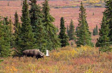 Alaska Yukon Bull Moose in Denali National Park Alaska in Autumn