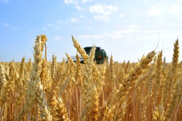 Winter wheat. Under the sizzling summer sun, wide-eyed endless fields of bread reach. Wheat grain...