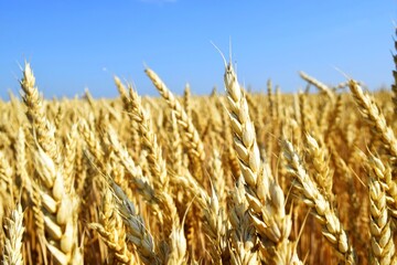 Winter wheat. Under the sizzling summer sun, wide-eyed endless fields of bread reach. Wheat grain is poured before the beginning of its threshing, harvesting