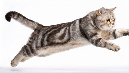 Obraz premium jump shorthair cat isolated on white background
