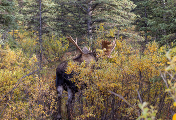 Alaska Yukon Bull Moose in Denali National Park Alaska in Autumn