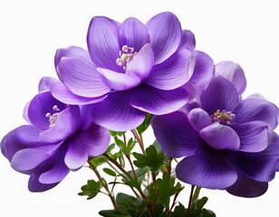 Obraz premium purple flowers stock photo realistic natural flowers isolated on white background transparent png