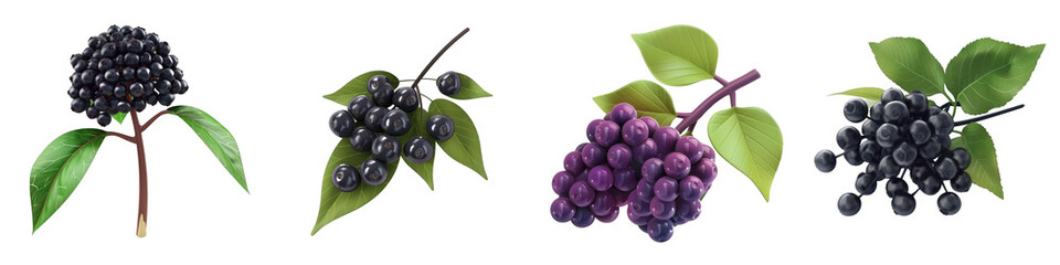 3d render elderberry isolated on transparent background Cartoon Illustration in plastic style