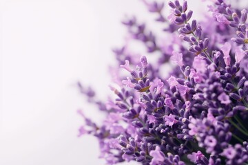 Obraz premium Close-Up of Fresh Lavender Flowers 