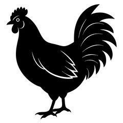 rooster isolated on white