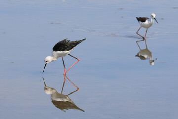 Black-winged Stilts bird walking for food in the pond.