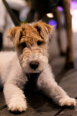 A charming Wire Fox Terrier joyfully explores a pedestrian pathway under the serene night sky. This...