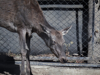 blind deer