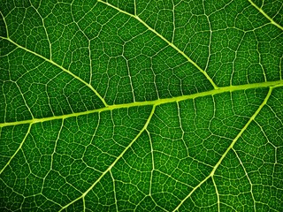 Leaf texture macro. Leaf vein pattern macro photography. Green leaf cells macro. Leaf close-up shot.