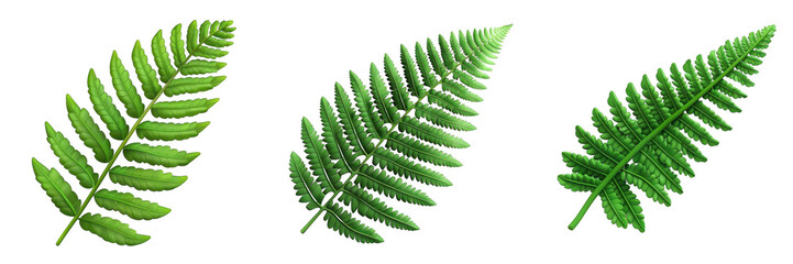 3d render fern leaf isolated on transparent background Cartoon Illustration in plastic style