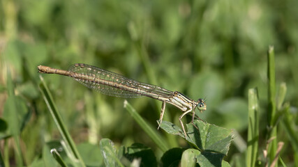 Pond damselfly -= Ishnura elegans
