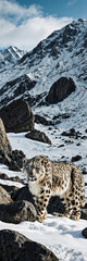 Obraz premium Snow Leopard stands in front of a mountain with snow on the ground and mountains in the background.