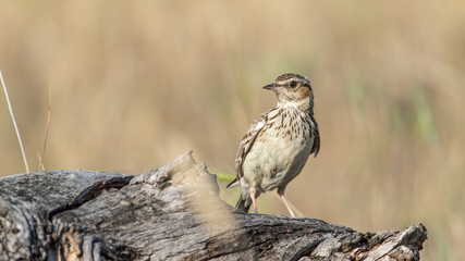 Woodlark - Lullula arborea