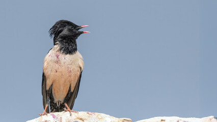 Rosy Starling perched on rock - Pastor roseus