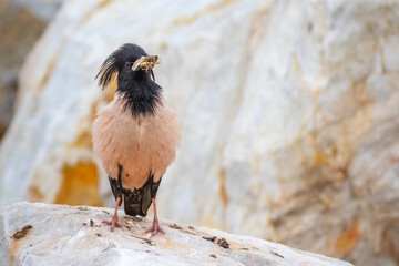 Rosy Starling with catch