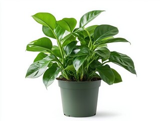 Obraz premium A lush green plant demonstrating oxygen release and wellness benefits indoor environment nature photography close-up view biophilic design concept for home and office spaces